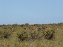 Guanacos