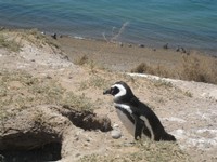 Pingu auf Valdes