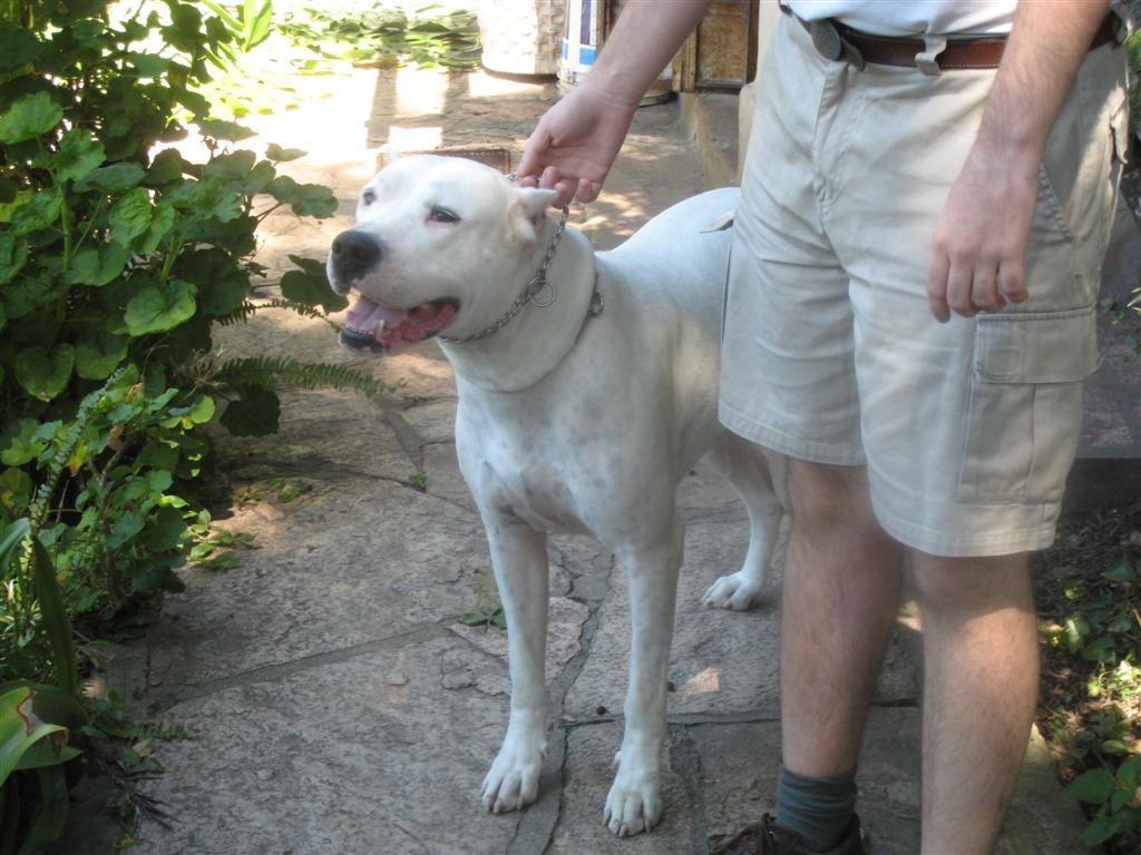 Tarka, Dogo Argentino