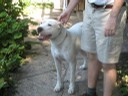 Tarka, Dogo Argentino