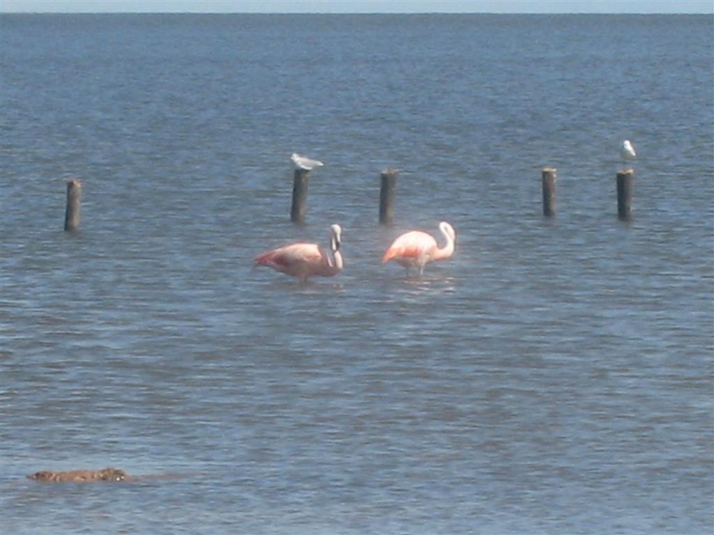 Flamingos - Mar Chiquita