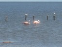Flamingos - Mar Chiquita