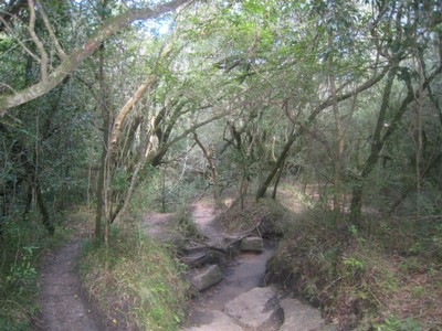 Selva am Rio Uruguay