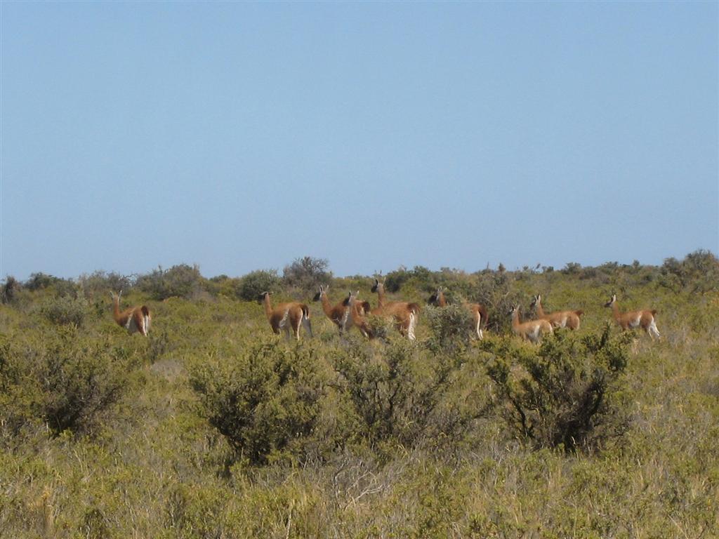 Guanacos