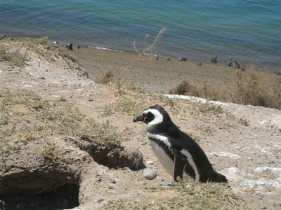 Pingu auf Valdes