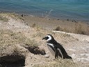 Pingu auf Valdes